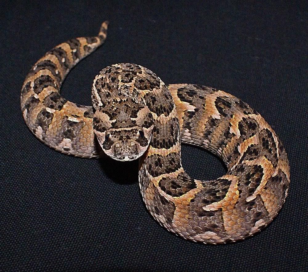 Puff Adder Pics Reptile Forums